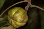 Shagbark hickory